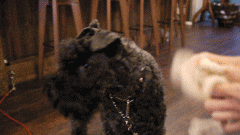 dogcafe3