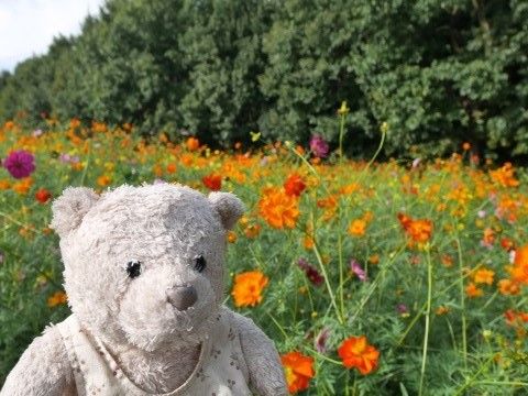 cosmos_161010 (1)
