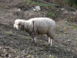 farm5