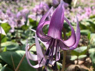 29542332_1004482759728361_341945170822814363_n