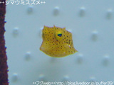 shimaumi