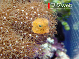 �ɻ棱