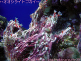 f824de20.jpg