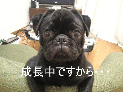 BlogPaint