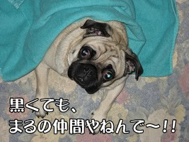 黒くてもまるの仲間やねんで〜!!