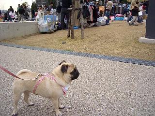 人がいっぱいでしゅね
