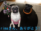 BlogPaint