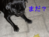BlogPaint