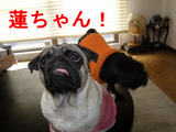 BlogPaint