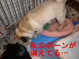 BlogPaint