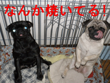 BlogPaint