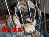 BlogPaint