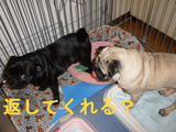 BlogPaint