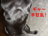 BlogPaint