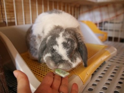 お守り3