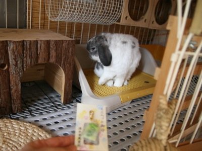 お守り2