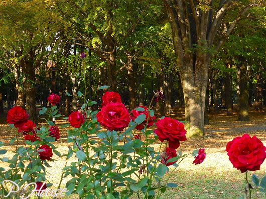 s-17110994 copy