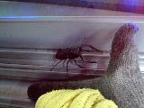 クワガタ