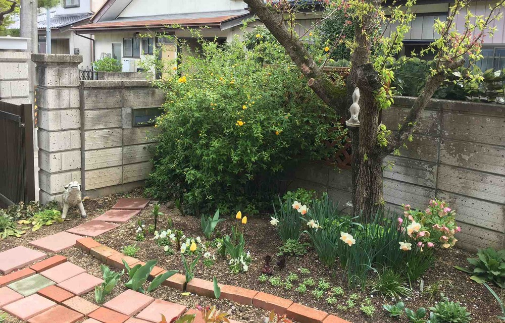 40年山吹の株　フラワーパークや庭のアクセントに 40年山吹の株 フラワーパークや庭のアクセントに