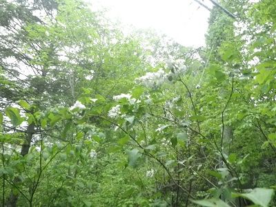 2017_0531_193815-IMGP5926