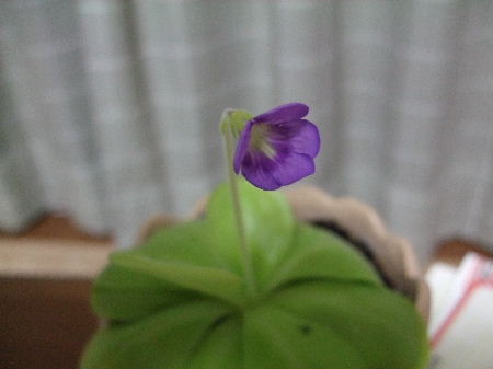 sumire