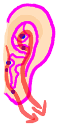痩せる耳つぼ
