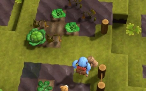 キャベツのタネ