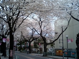 sakura_001