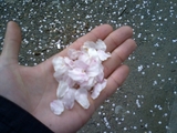 sakura_002
