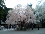 sakura_003