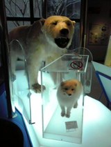 犬