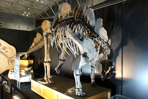 stegosaurus