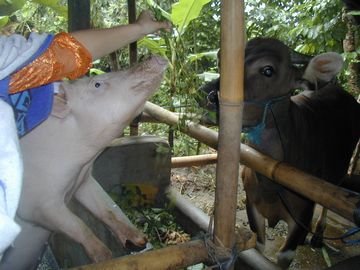 �ڡ����顡�ѥ�󥬥󡡥Х��硡��¼