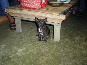 小犬 バリ島 パヤンガン ペット バリ犬