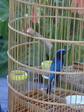 カプリ 青い鳥 幸せ 幸福 ウブド