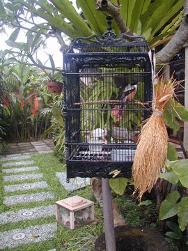 鳥 ペット 美声 ウブド ホテル