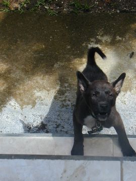 子犬 可愛い ペット バリ犬 バリ島