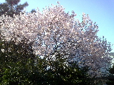 0bc382f7.jpg