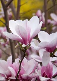 magnolia2