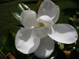 magnolia