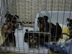 DSC00037