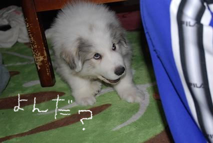 BlogPaint