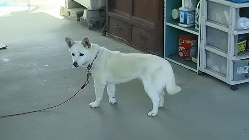 DSC_0705 - コピー