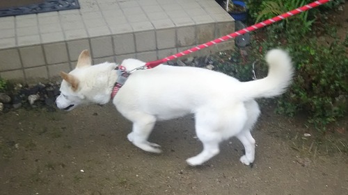 DSC_1629 - コピー