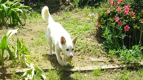 DSC_0687 - コピー