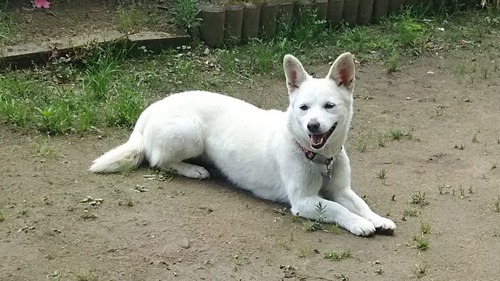 DSC_0695 - コピー