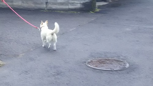 DSC_1631 - コピー