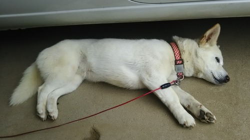 DSC_1634 - コピー