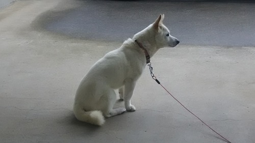 DSC_1623 - コピー