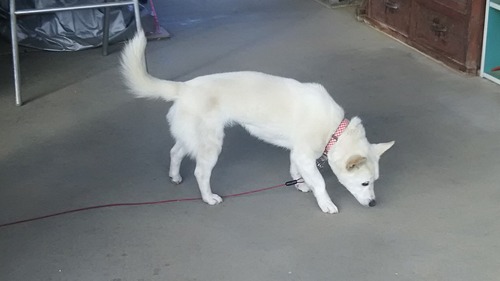 DSC_0681 - コピー